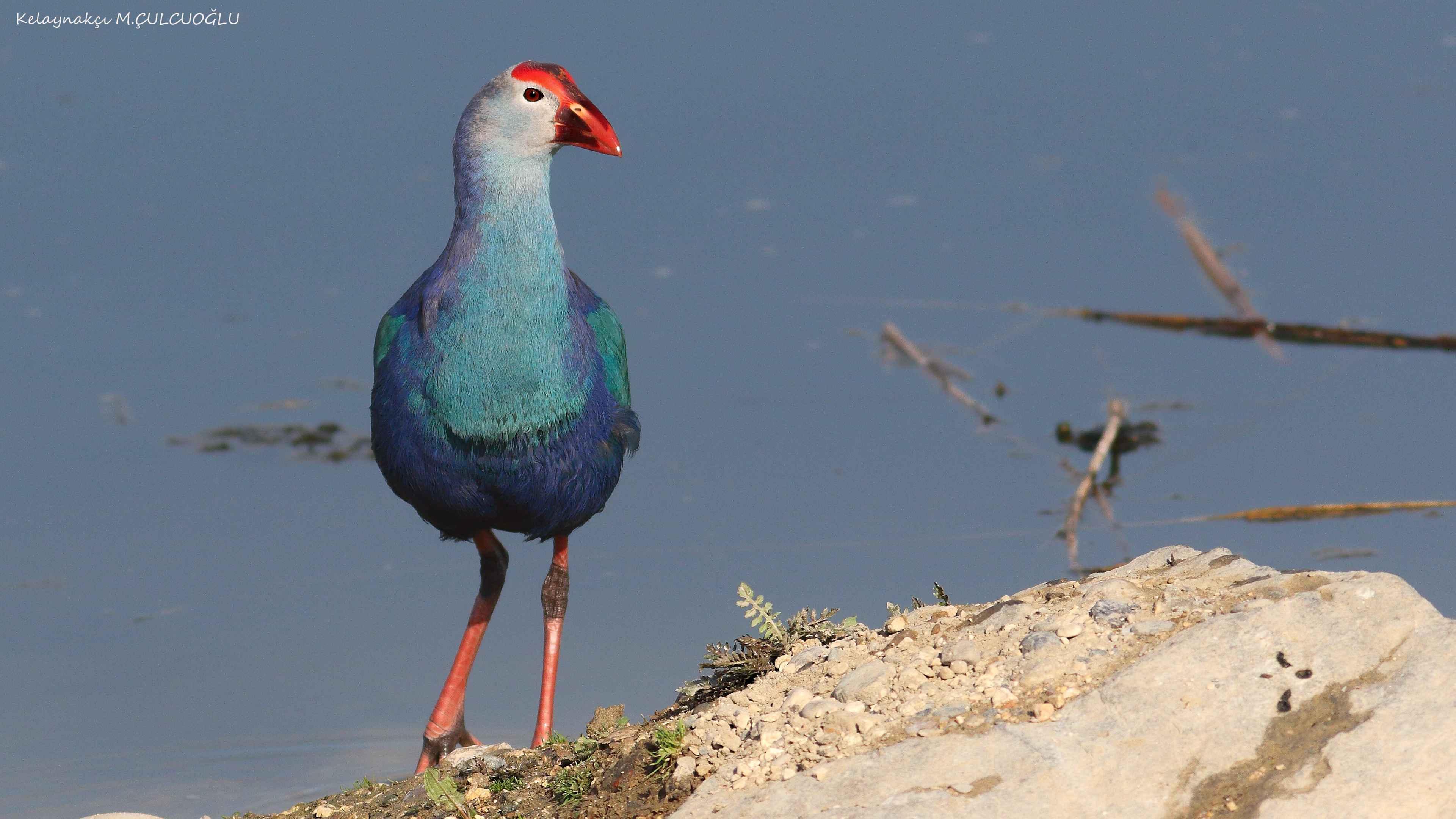 Western Swamphen